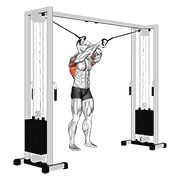 Animated demonstration of the cable lat pulldown full range of motion