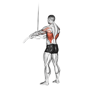 Animated demonstration of the cable straight arm pulldown